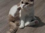 Marmalade British Shorthair - British Shorthair Cat For Sale - Rancho Cucamonga&comma; CA&comma; US