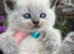 Portland Phil Scottish Straight Kitten - Scottish Straight Kitten For Sale - Portland&comma; OR&comma; US