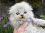 Portland Pippa Scottish Straight Highland Kitten - Scottish Fold Kitten For Sale - Portland&comma; OR&comma; US