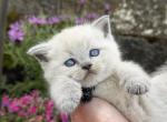 Portland Pichi Scottish Straight Kitten - Scottish Straight Kitten For Sale - Portland&comma; OR&comma; US