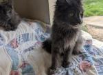 Male TICA Maine Coons - Maine Coon Kitten For Sale - 