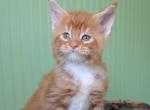 Fox Monterini - Maine Coon Kitten For Sale - Bangor&comma; ME&comma; US
