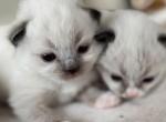 The Cotton Kitten Litter - Ragdoll Kitten For Sale - Saugerties&comma; NY&comma; US