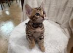 White - Bengal Kitten For Sale - Auburn&comma; WA&comma; US