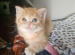Mango - British Shorthair Kitten For Sale - New York&comma; NY&comma; US