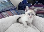 Siamese cuties - Siamese Kitten For Sale - Culver Cty&comma; CA&comma; US