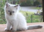 Shay Ragdoll Kitten Blue Lilac Colorpoint Purebred - Ragdoll Kitten For Sale - Haines City&comma; FL&comma; US