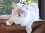Ragdoll Kitten Maisy Blue Female Blue Mitted - Ragdoll Kitten For Sale - Haines City&comma; FL&comma; US