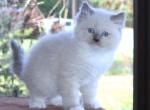 Clover Ragdoll Kitten Blue Lilac Female Mitted - Ragdoll Kitten For Sale - Haines City&comma; FL&comma; US