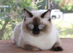 Ragdoll Kitten Cocoa Female Colorpoint Seal Mitted - Ragdoll Kitten For Sale - Haines City&comma; FL&comma; US