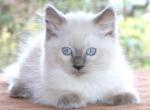 Ragdoll Kitten Mary Blue Lilac Female Blue Mitted - Ragdoll Kitten For Sale - Haines City&comma; FL&comma; US