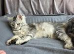 Zeus x Victoria - Maine Coon Kitten For Sale - Benton&comma; PA&comma; US