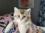 Hermes - British Shorthair Kitten For Sale - Grand Rapids&comma; MI&comma; US