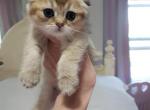 Daisy - Scottish Fold Kitten For Sale - Grand Rapids&comma; MI&comma; US