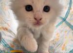 Cream Puff - Maine Coon Kitten For Sale - IL&comma; US