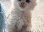 Cream Puff - Maine Coon Kitten For Sale - IL&comma; US