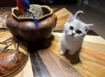 Kevin - Munchkin Kitten For Sale - 
