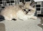 Snowy ragdoll girll - Ragdoll Kitten For Adoption - Auburn&comma; WA&comma; US