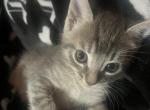 Jack and Smokey - Domestic Cat For Adoption - North Hills&comma; CA&comma; US