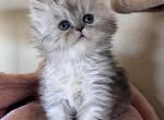 Katarina x Gatsby - Persian Kitten For Sale - Rogers&comma; AR&comma; US