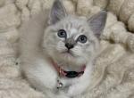 Precious - Siamese Kitten For Sale - Battle Ground&comma; WA&comma; US