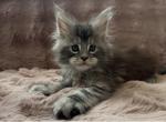 kittens directly from the breeder - Maine Coon Kitten For Sale - NY&comma; US