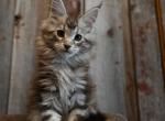 Frosty - Maine Coon Kitten For Sale - Carthage&comma; MO&comma; US