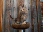 Chai - Maine Coon Kitten For Sale - Carthage&comma; MO&comma; US