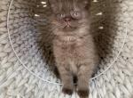 Chocolate Scottish kitten - Scottish Straight Kitten For Sale - Tacoma&comma; WA&comma; US