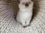 White Scottish female kitten With blue eyes White - Scottish Straight Kitten For Sale - Tacoma&comma; WA&comma; US