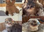 Adorable Scottish Fluffy kittens - Scottish Fold Kitten For Sale - 