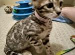 Brown Female Pink Collar - Bengal Kitten For Sale - Rocklin&comma; CA&comma; US