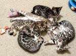 Mikuni Litter 4F 1M - Bengal Kitten For Sale - 