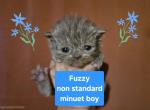 Fuzzy - Persian Kitten For Sale - 
