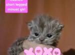 Cashew short legged minuet - Munchkin Kitten For Sale - 