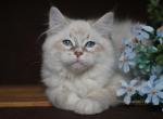 DAVID IZ TVERSKOGO KNYAZHESTVA - Siberian Kitten For Sale - NY&comma; US