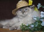 EVANGELINE IZ TVERSKOGO KNYAZHESTVA - Siberian Kitten For Sale - NY&comma; US