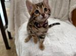Pink - Bengal Kitten For Sale - Auburn&comma; WA&comma; US