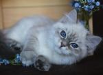 FENECHKA IZ TVERSKOGO KNYAZHESTVA - Siberian Kitten For Sale - NY&comma; US