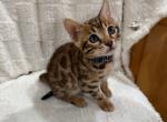 Blue - Bengal Kitten For Sale - Auburn&comma; WA&comma; US
