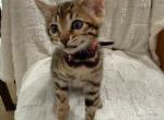 Big Red - Bengal Kitten For Sale - Auburn&comma; WA&comma; US