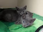 Russian Blues For you - Russian Blue Kitten For Sale - Charlotte&comma; NC&comma; US