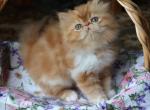 CFA registered Knitstitch Oliver - Persian Kitten For Adoption - Raphine&comma; VA&comma; US