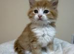 Ragdoll mix - Ragdoll Kitten For Sale - 