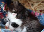 CFA registered Knitstitch Jazmine - Persian Kitten For Adoption - Raphine&comma; VA&comma; US