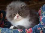 CFA registered Knitstitch Theodore Teddy - Persian Kitten For Adoption - 