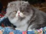 CFA registered Knitstitch Sofia - Persian Kitten For Adoption - 