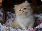 CFA registered Knitstitch Butterscotch - Persian Kitten For Adoption - Raphine&comma; VA&comma; US