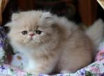 CFA registered Knitstitch Biscotti - Persian Kitten For Adoption - Raphine&comma; VA&comma; US
