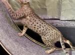 Savannah F TWO - Savannah Cat For Sale/Service - Marysville&comma; WA&comma; US